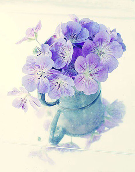 vẽ bông hoa violet
