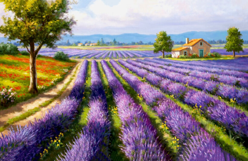 Tranh vẽ cánh đồng hoa violet
