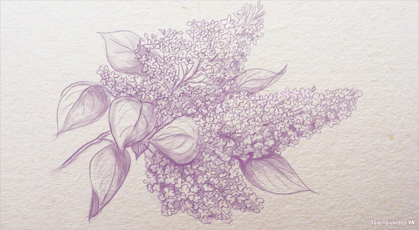 Cách vẽ hoa Tử Đinh Hương đơn giản, dễ vẽ mà cực đẹp