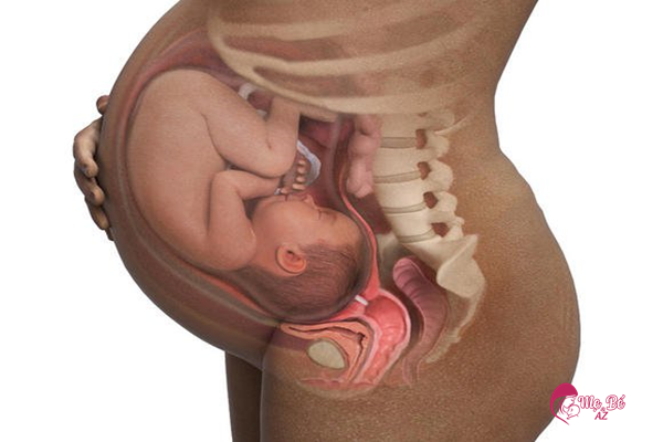 Trẻ sơ sinh thích nằm sấp bắt nguồn từ thư thế của thai nhi trong bụng mẹ
