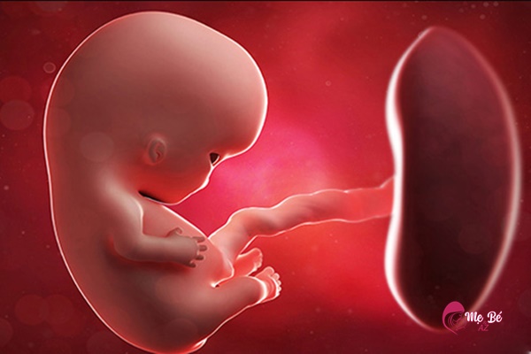 Em bé trong bụng mẹ hô hấp bằng dây rốn và nhau thai